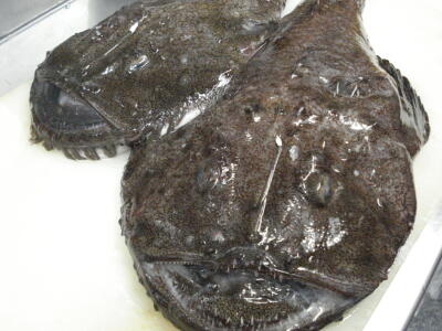 季節外れの訪問者！