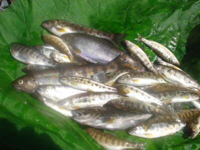 ヤホォ～！大漁だ！