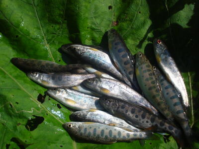 釣ってきましたよ！