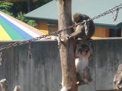 動物園に行こう！２！