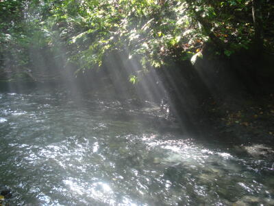 木漏れ日のカーテン♪
