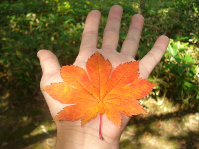 もみじの手！