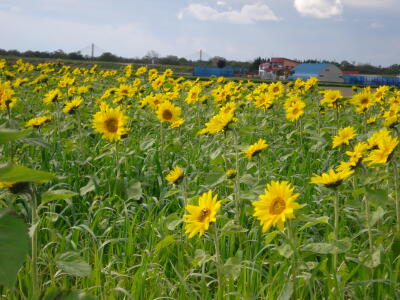 太陽がいっぱい!