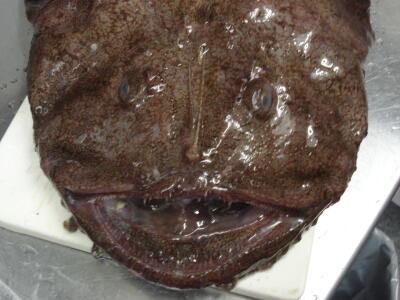 アンコウのシーズンがやってきました！