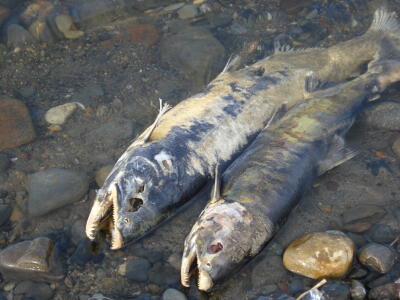 廻りまわって！