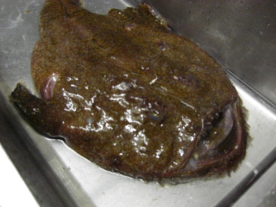 アンコウが届きました！