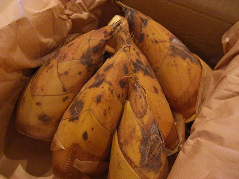 ニョキニョキと！