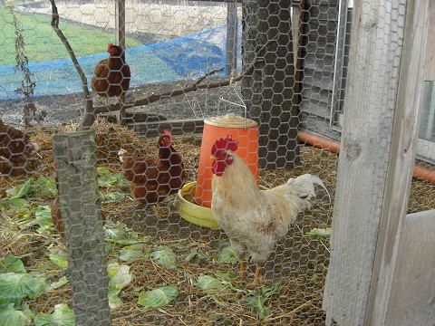 久しぶりニワトリを見ました！