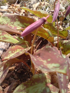 この花は私です！