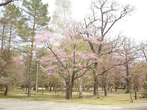 花の命は短いと言うのに！
