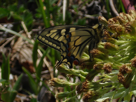チョー美味しい！