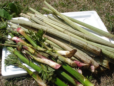 本日の山菜♪