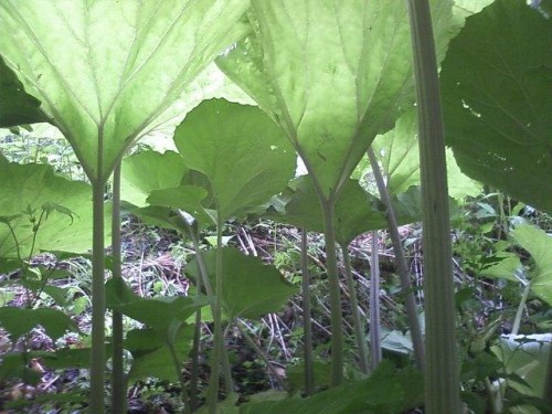 コロボックルの目線で♪