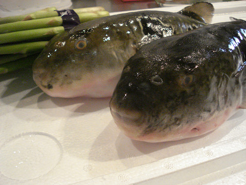 福来る！２００８夏！