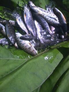 カ★イ★キ★ン！