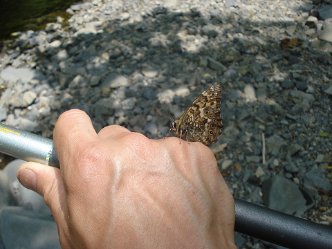 森のサミット！