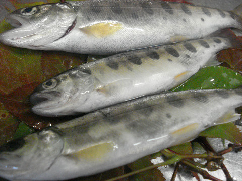 こうガソリンが高いと！