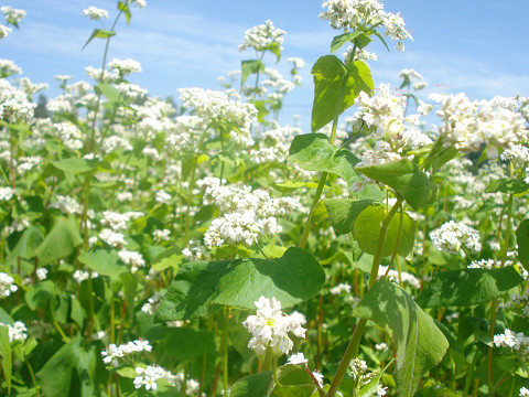 そばの花♪