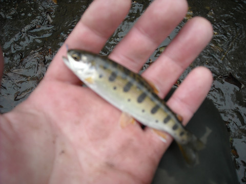 尺ヤマベを釣るはずが！