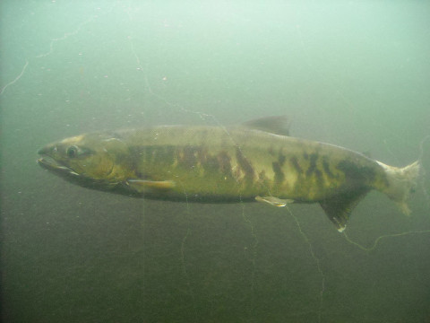 カムバック・サーモン！