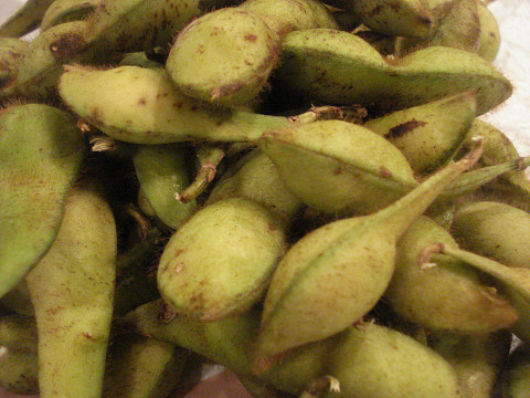 丹波の黒豆の枝豆♪