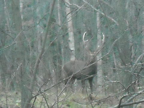 最近の野生動物問題！
