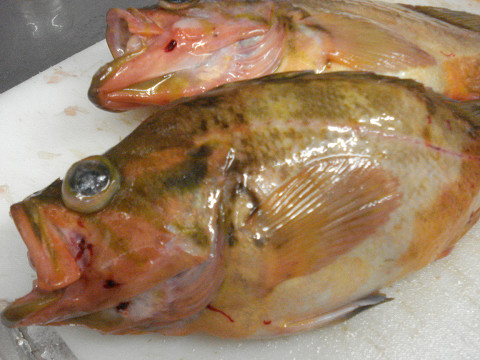 休肝日にしようと思ったのに！（笑）