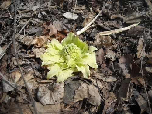 春を見つけて来ましたよ～！