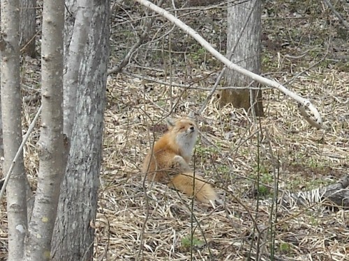 なんか人間は大変そうね～