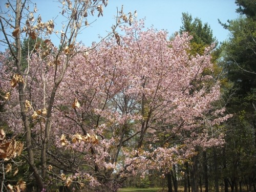 鈴蘭公園の桜♪