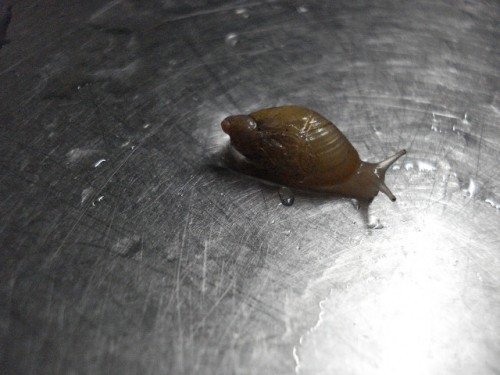 でんでんむし♪