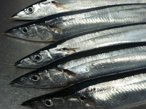 初物サンマ（秋刀魚）が入荷しました！