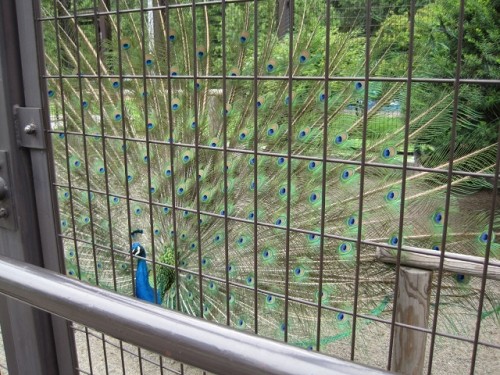 求愛されました！