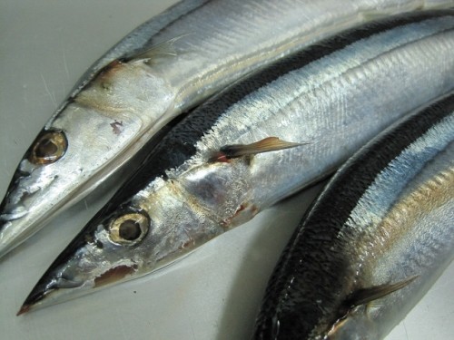 いち、にぃ～い、さんまダァ～！