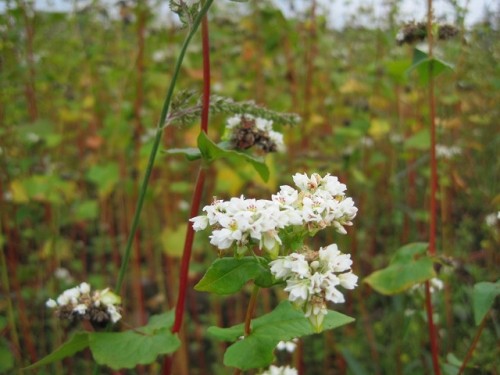 すぐ、ソバに♪