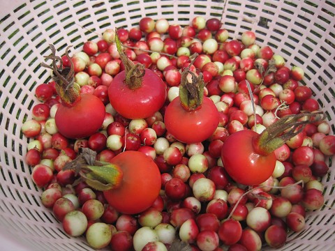 小さい秋みつけた!