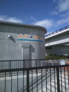 鮭が帰ってきてます!