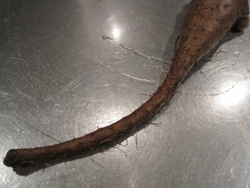 謎の生物が現れた！