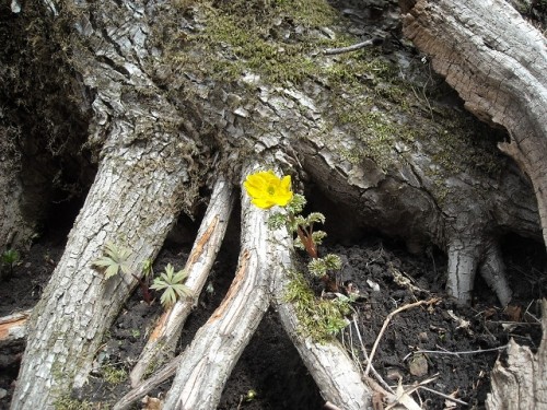 この花は私です！