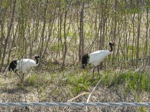 おしどり夫婦！