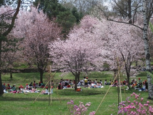 今が見ごろです！