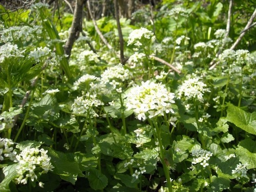 ワサビの花！