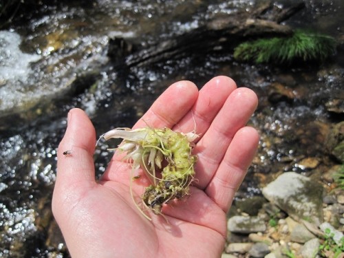 ワサビがあったので！