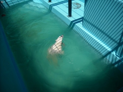 水浴びしたいですね！