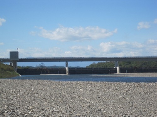 鮭が産卵期を迎えていました!