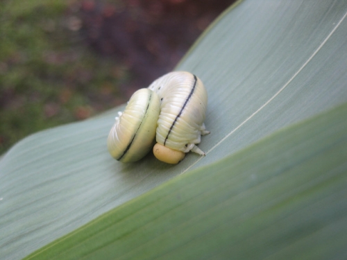 これは、なんだろう?