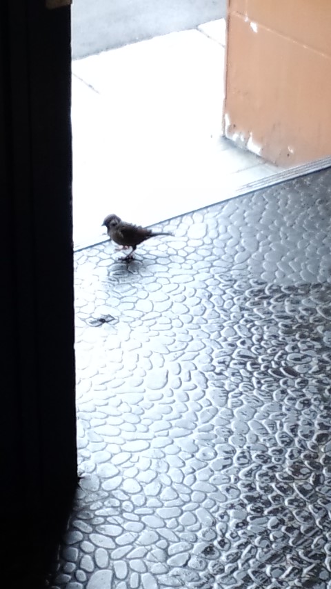 かわいいお客さんが来店です!(ニコ)