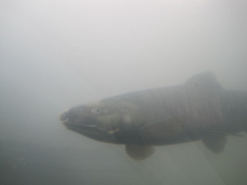 今年も帰ってきました