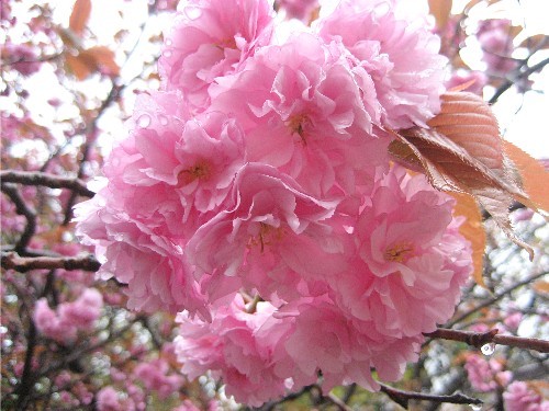 道南旅行　リベンジ編　５　松前の桜