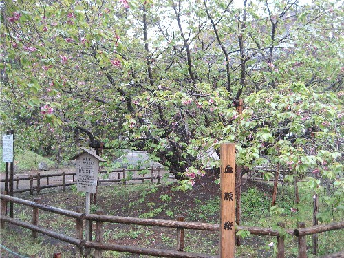 道南旅行（リベンジ編）５　松前道の桜　２